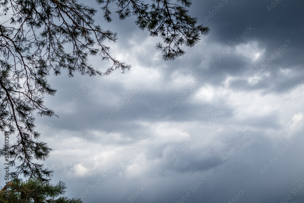 Green pine branches silhouette on stormy cloudy gray sky background. Dramatic cloudscape in evergreen forest