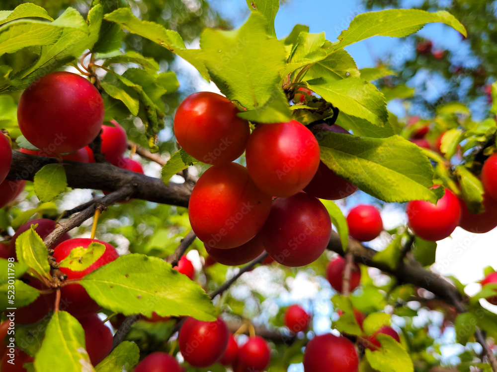 Ripe red plums growing on a tree