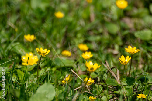 Yellow Ficaria verna  lesser celandine or pilewort flowers on green spring field close-up. Selective focus on vibrant floral foliage