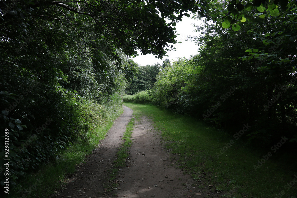 Fototapeta premium Country Lane on a Shady Summer Afternoon