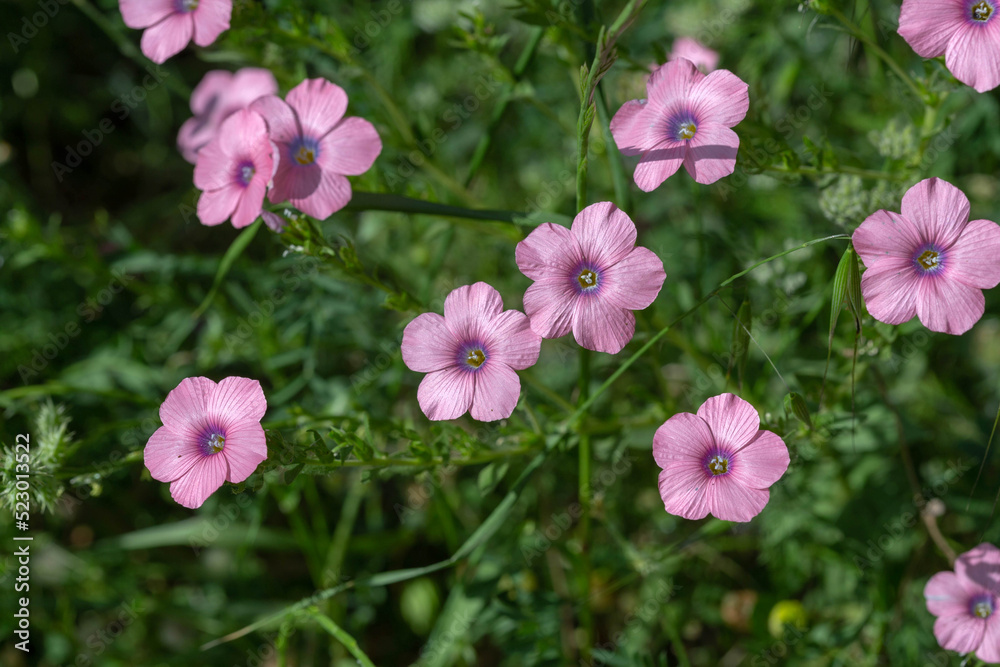 Fototapeta premium Beautiful soft pink flowers of flax (Linum pubescens) on a natural background in the Ben Shemen forest in spring. Israel