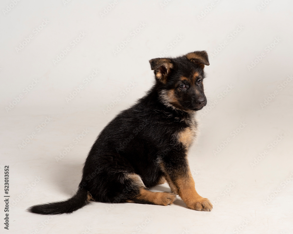 Little cute and adorable puppy of dog german shepperd Little cute and adorable puppy of dog german shepperd