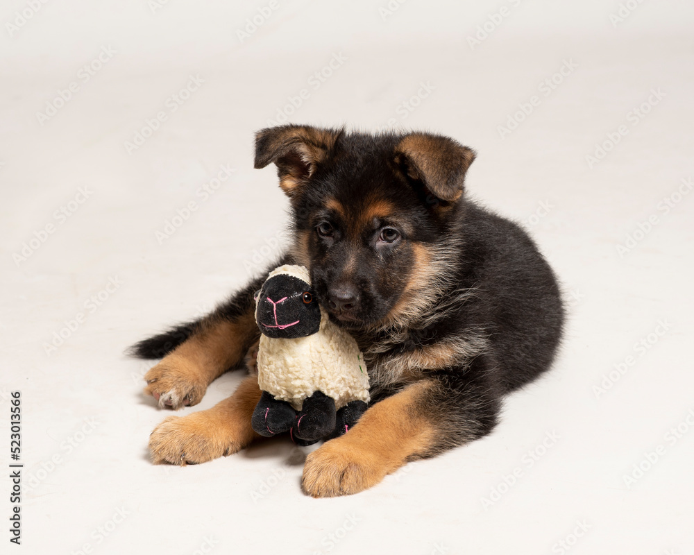 Little cute and adorable puppy of dog german shepperd Little cute and adorable puppy of dog german shepperd