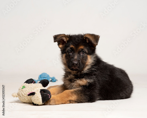 Little cute and adorable puppy of dog german shepperd photo