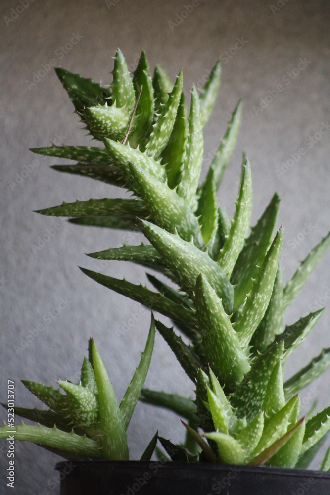 Fototapeta premium aloe vera