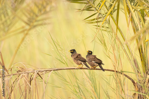 Pair of mynas perched on palm branch © Niranjan