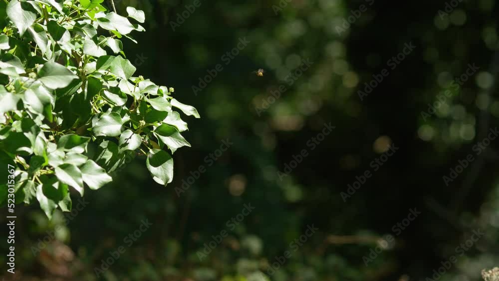A small bee on a leaf takes flight into the forest, in slow motion - with space for text A small bee on a leaf takes flight into the forest, in slow motion - with space for text
