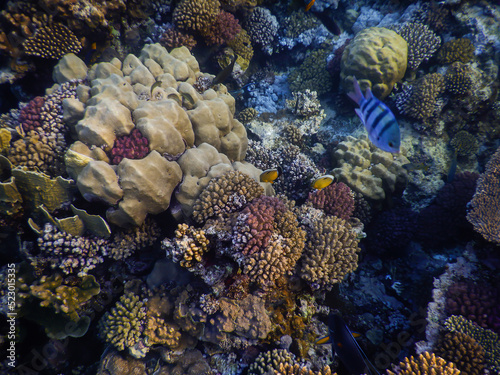 A shot of a reef underwater in the Red Sea.