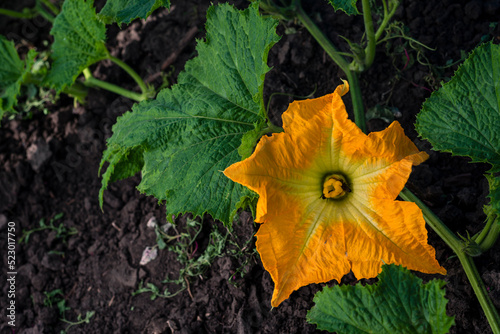 Beautiful yellow pumpkin flower Squash garden backyard  field soil, Zucchini or courgette,  Agriculture concept ingredient leaves Honey bee, green background