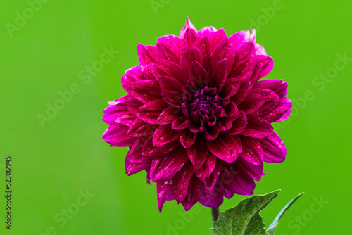 Beautiful Purple Red  Dahlia Dahlstar Sunset Pink (Dahlia pinnata) deep pink flower, green background photo