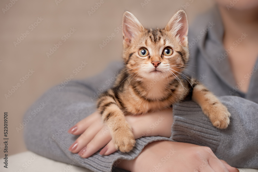 Striped kitten indoors lies on the hands of a woman and looks forward in shock
