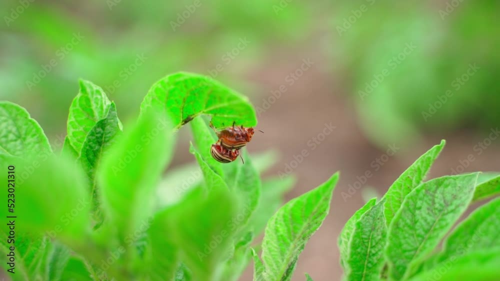Colorado potato beetles mate on the back of a potato leaf close-up, blurred background Colorado potato beetles mate on the back of a potato leaf close-up, blurred background