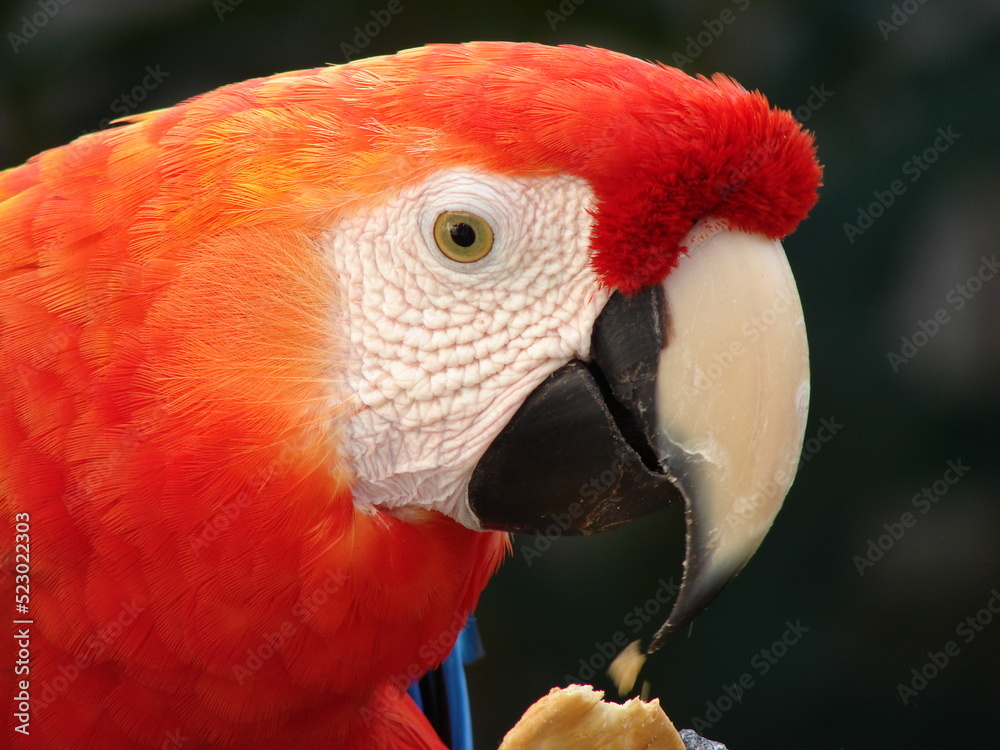 Fototapeta premium macaw parrot