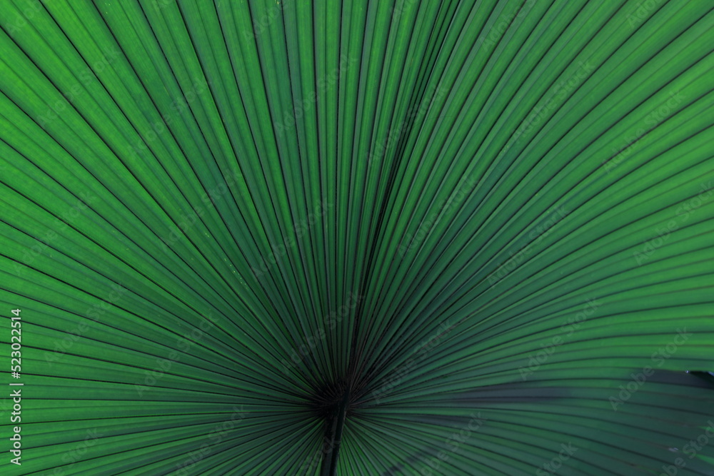 Obraz premium Beautiful palm leaves, green background, closeup. Exotic plant