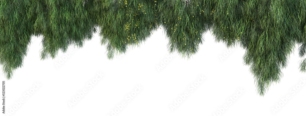 Fototapeta premium Ivy on a transparent background 
