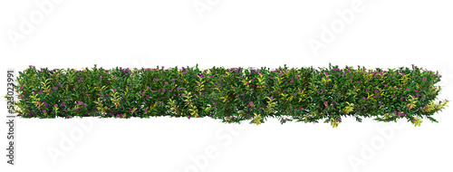 Shrubs and plants on a transparent background
