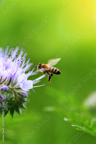 Bee and flower phacelia. Close up flying bee collecting pollen from phacelia on a sunny day on a green background. Phacelia tanacetifolia (lacy). Summer and spring backgrounds