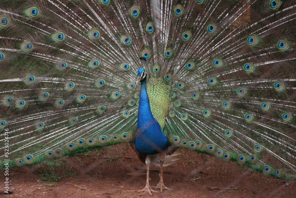 Obraz premium peacock with feathers