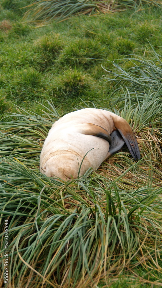 Obraz premium Leucistic Antarctic fur seal (Arctocephalus gazella) lying on a clump of tussock grass at the old whaling station in Grytviken, South Georgia Island