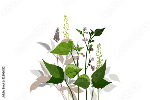 Vector botanical illustration. Curly beans with purple flowers, green twigs, leaves and herbs. 