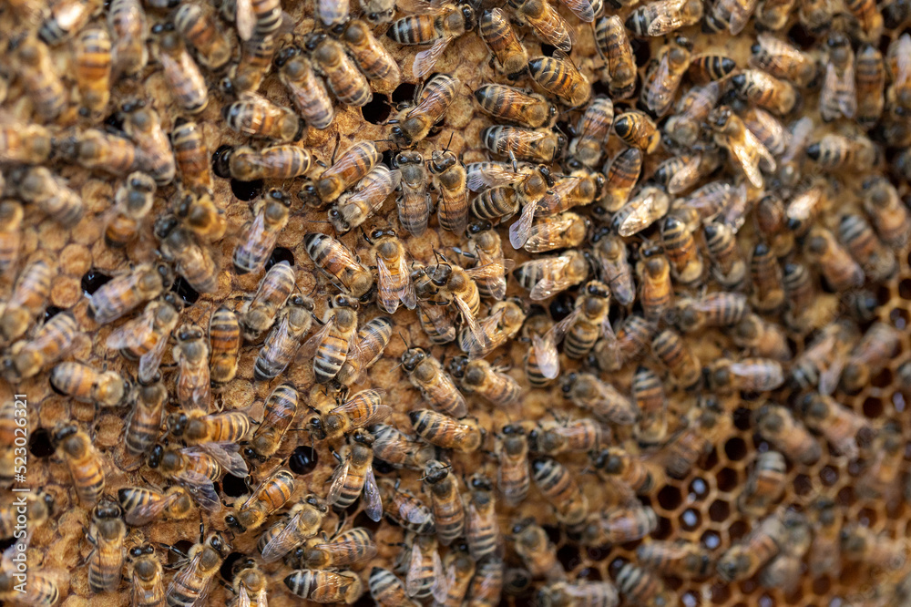 Bees in the process of collecting nectar inside a natural honeycomb. Bees in the process of collecting nectar inside a natural honeycomb.