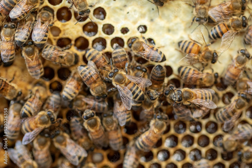 Bees in the process of collecting nectar inside a natural honeycomb. Bees in the process of collecting nectar inside a natural honeycomb.