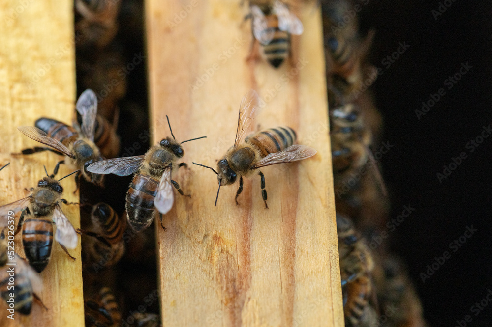 Macro close up of a bee on the wooden part of the beehive among the bee colony. Macro close up of a bee on the wooden part of the beehive among the bee colony.