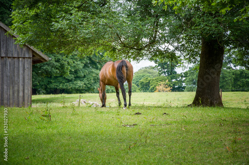 Horse farm in Blarney. Lime grove. © Sirius1717