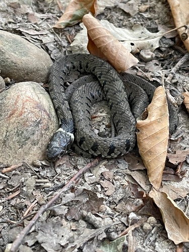 snake on the ground photo