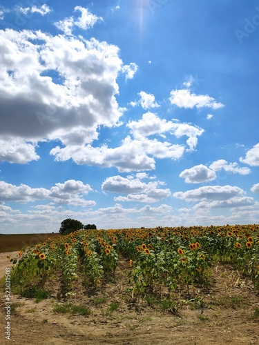 vineyard