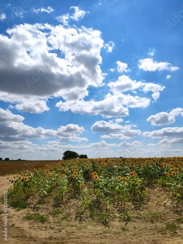 vineyard