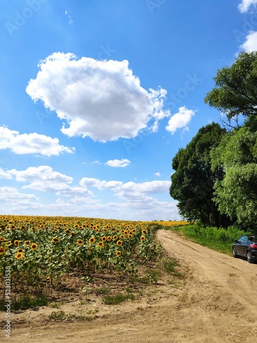 road in the field