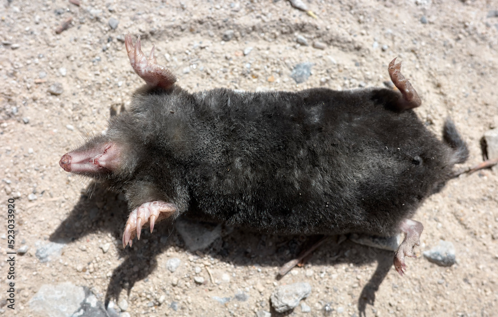 Close up picture of a dead mole on a dirt road, selective focus on the snout and feet.