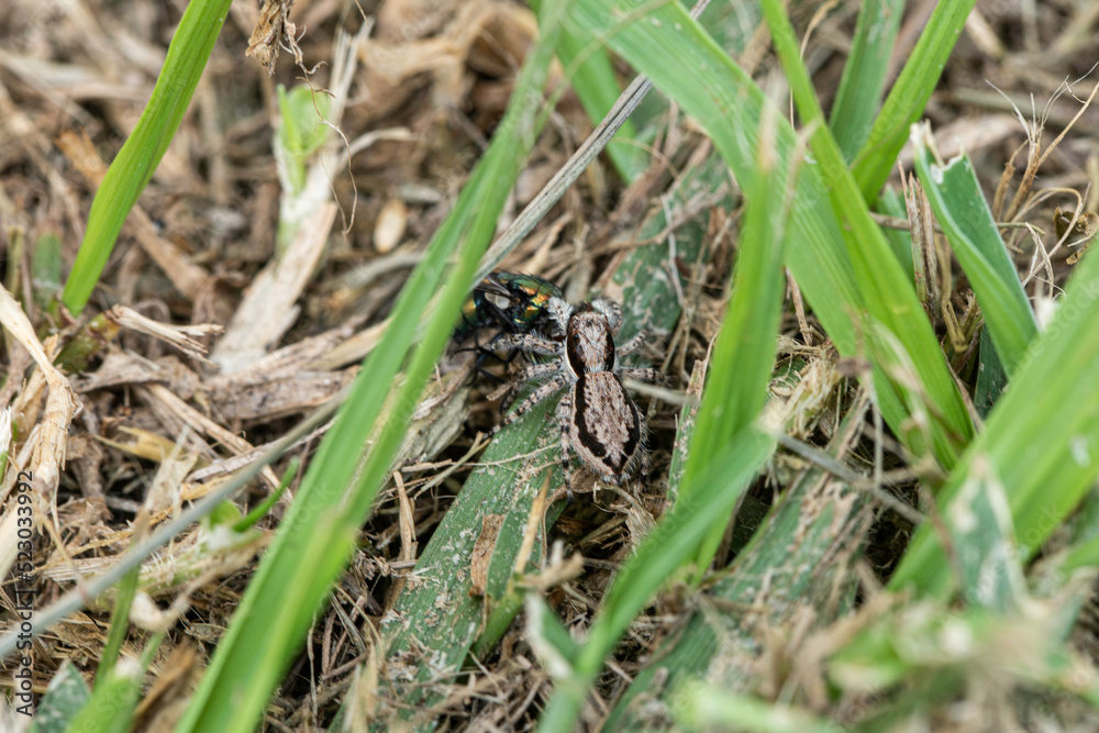 Natureza Papa Mosca Natureza Papa Mosca