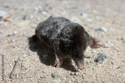 Close up picture of a dead mole on a dirt road, selective focus on a snout.