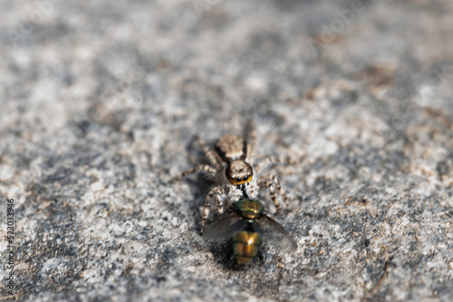 black ant on the wall