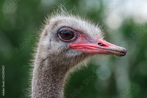 Close-up portrait of a male ostrich with big eyes