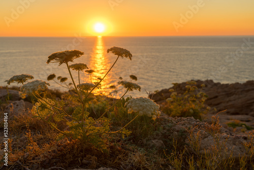 Some wild carrot (dacus carota) backlit by the beautiful Ibiza sunset photo
