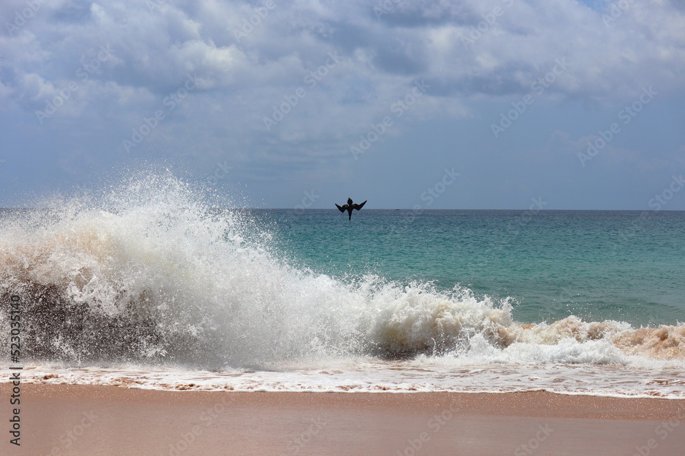 Brown-booby - sula leucogaster diving at Cacimba beach in Noronha Island, Brazil