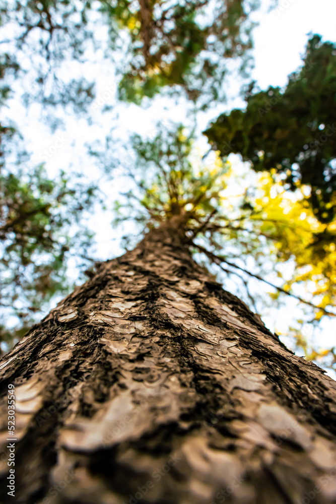 A view of a tree from the bottom to the top, shallow depth of field A view of a tree from the bottom to the top, shallow depth of field