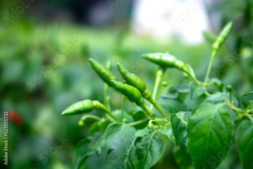 Fresh bird's eye chilies are planted in the garden.
