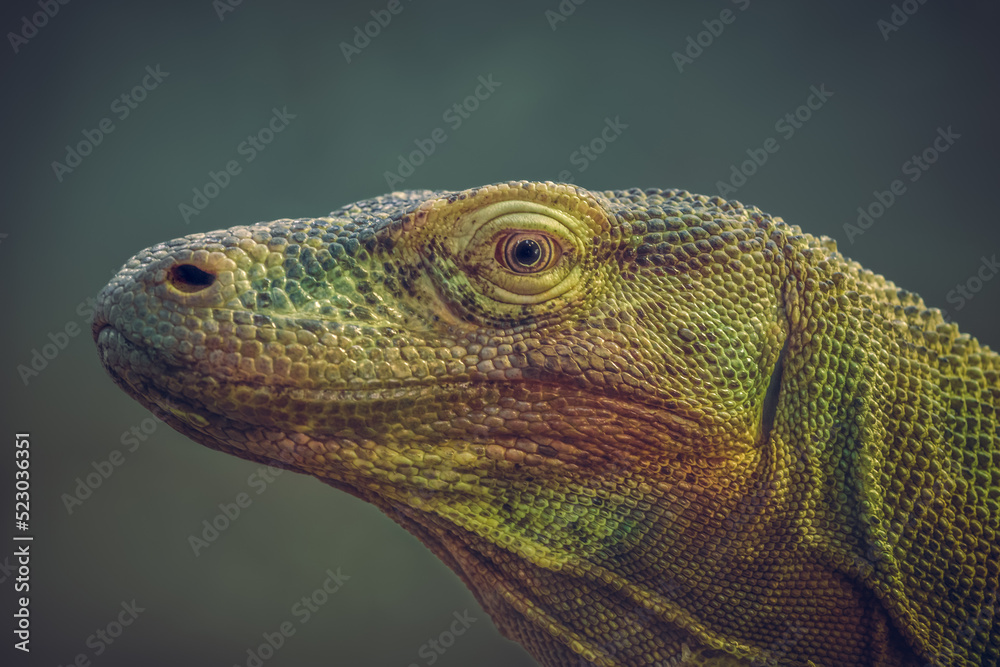 Close-up portrait photo of a Komodo dragon (Varanus komodoensis), also known as Komodo monitor