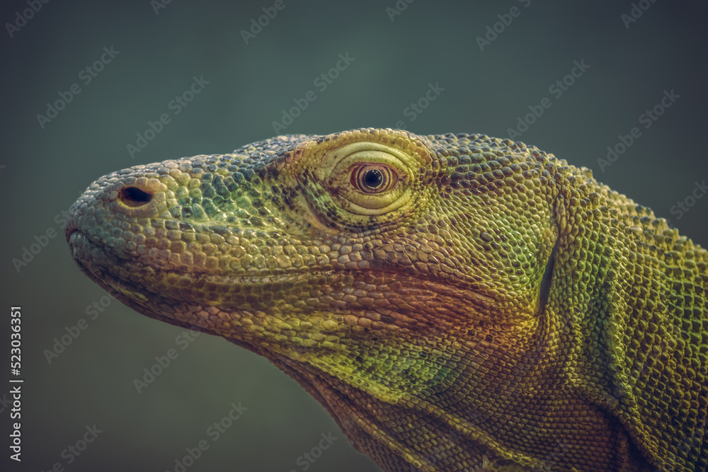 Fototapeta Close-up portrait photo of a Komodo dragon (Varanus komodoensis), also known as Komodo monitor