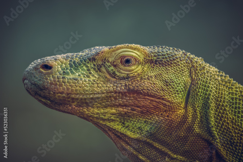 Close-up portrait photo of a Komodo dragon  Varanus komodoensis   also known as Komodo monitor