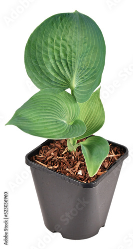 'Hosta Abiqua Drinking Gourd' plant with green leaves plastic flower pot on transparent background photo