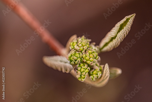 Canvas-taulu A bud with new leaves exposed in spring looks like yoda