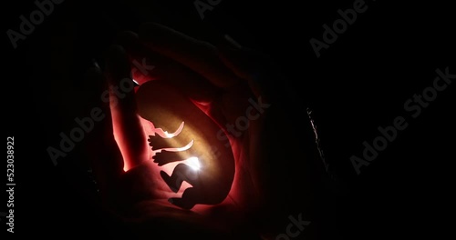 embryo silhouette in woman hand. new life photo