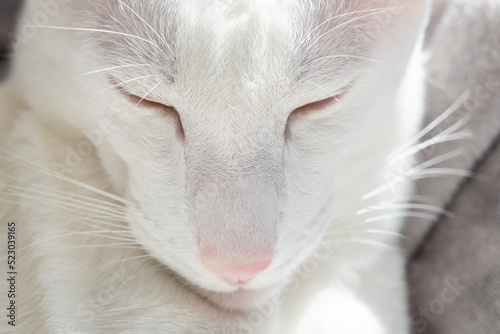 Close up portrait of oriental shorthair white cat with closed eyes