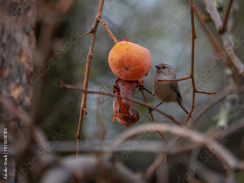 Bushtits(Psaltriparus minimus) feeding on Persimmon in abandoned orchard photo