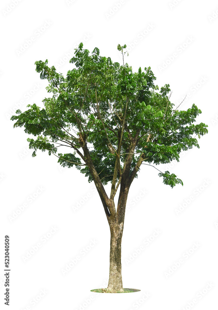 Isolated green tree on white background, Trees isolated on white background, tropical trees isolated used for design, advertising and architecture.